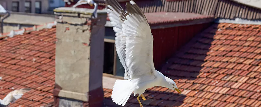 Residential Chimney Animal Removal Solution in Gadsden, AL