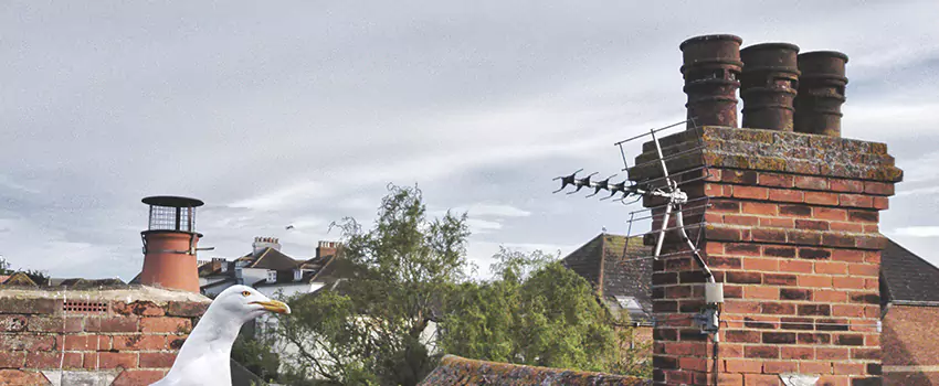 Chimney Cleaning And Restoration in Gadsden, Alabama